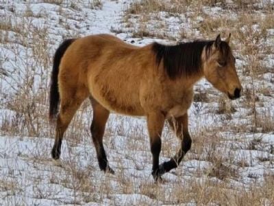 Top Gun Anchovy JW <BR>AQHA 6376090